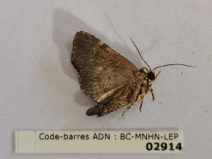  ( - BC-MNHN-LEP02914)  @11 [ ] CC-By (2022) Rodolphe Rougerie Muséum national d'Histoire naturelle, Paris