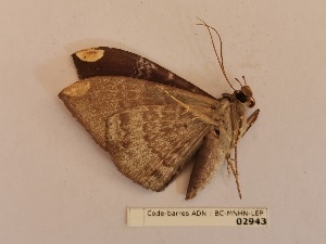  ( - BC-MNHN-LEP02943)  @11 [ ] CC-By (2022) Rodolphe Rougerie Mus&eacute;um national d'Histoire naturelle, Paris