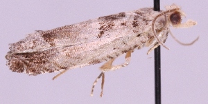  ( - MM03027)  @12 [ ] No Rights Reserved (2011) Marko Mutanen University of Oulu