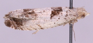  ( - MM08215)  @12 [ ] No Rights Reserved (2011) Marko Mutanen University of Oulu