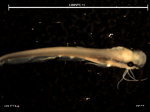  ( - AS-SLIMA03 15-01-19 B)  @11 [ ] Copyright (2019) Esteban M. Paolucci Museo Argentino de Ciencias Naturales "Bernardino Rivadavia"