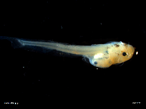 ( - AS-SURU02 15-01-19 A)  @11 [ ] Copyright (2019) Esteban M. Paolucci Museo Argentino de Ciencias Naturales "Bernardino Rivadavia"