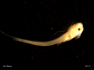  ( - AS-SURU03 15-01-19 A)  @11 [ ] Copyright (2019) Esteban M. Paolucci Museo Argentino de Ciencias Naturales "Bernardino Rivadavia"