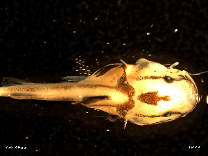 ( - AS-SURU04 15-01-19 B)  @11 [ ] Copyright (2019) Esteban M. Paolucci Museo Argentino de Ciencias Naturales "Bernardino Rivadavia"