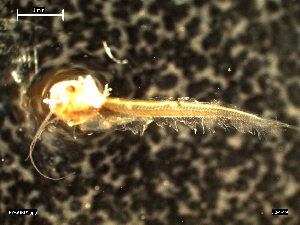  ( - PY-SURU01 30-01-19 B)  @11 [ ] Copyright (2019) Esteban M. Paolucci Museo Argentino de Ciencias Naturales "Bernardino Rivadavia"