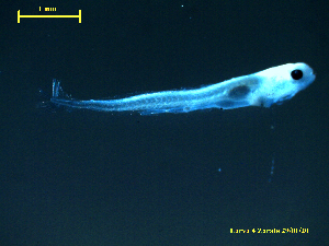  ( - BOGA-004-427)  @11 [ ] Copyright (2022) Esteban M. Paolucci Museo Argentino de Ciencias Naturales "Bernardino Rivadavia"