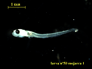  ( - BRYSTRM-504-50)  @11 [ ] Copyright (2022) Esteban M. Paolucci Museo Argentino de Ciencias Naturales "Bernardino Rivadavia"