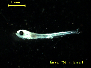  ( - BRYSTRM-507-52)  @11 [ ] Copyright (2022) Esteban M. Paolucci Museo Argentino de Ciencias Naturales "Bernardino Rivadavia"