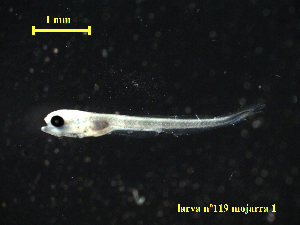  ( - BRYSTRM-601-119)  @11 [ ] Copyright (2022) Esteban M. Paolucci Museo Argentino de Ciencias Naturales "Bernardino Rivadavia"