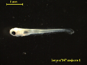  ( - BRYSTRM-679-167)  @11 [ ] Copyright (2022) Esteban M. Paolucci Museo Argentino de Ciencias Naturales "Bernardino Rivadavia"