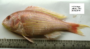  ( - LQDWL-TIS-30-12-2013-035)  @11 [ ] Copyright (2014) Guarat Biodiversity Gene Bank, GSBTM, DST, GoG Guarat Biodiversity Gene Bank, GSBTM, DST, GoG
