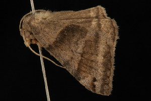  ( - DNA-ATBI-0632)  @12 [ ] CreativeCommons - Attribution (2010) CBG Photography Group Centre for Biodiversity Genomics