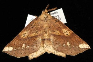  ( - DNA-ATBI-2141)  @13 [ ] CreativeCommons - Attribution (2010) CBG Photography Group Centre for Biodiversity Genomics