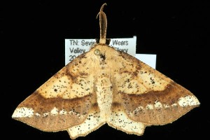  ( - DNA-ATBI-2142)  @13 [ ] CreativeCommons - Attribution (2010) CBG Photography Group Centre for Biodiversity Genomics