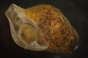  ( - BIOUG-48552-C01)  @11 [ ] Creative Commons - Attribution Non-Commercial Share-Alike  (2021) Jessica Schultz University of Guelph