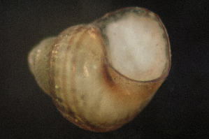  ( - BIOUG-48552-G06)  @11 [ ] Creative Commons - Attribution Non-Commercial Share-Alike  (2021) Jessica Schultz University of Guelph
