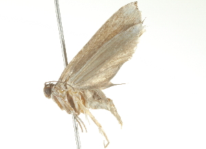 ( - 09-NSWHH-1959)  @12 [ ] CreativeCommons - Attribution (2010) CBG Photography Group Centre for Biodiversity Genomics