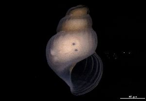  ( - 126467)  @11 [ ] Creative Commons BY NC SA (2025) University of Bergen Natural History Collections