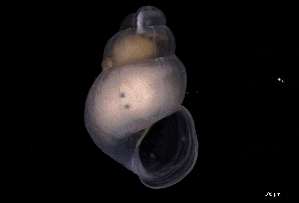  ( - 126494)  @11 [ ] Creative Commons BY NC SA (2025) University of Bergen Natural History Collections