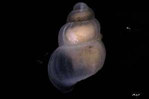  ( - 126494)  @11 [ ] Creative Commons BY NC SA (2025) University of Bergen Natural History Collections