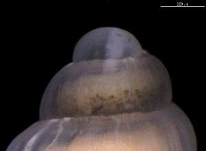  ( - 126494)  @11 [ ] Creative Commons BY NC SA (2025) University of Bergen Natural History Collections