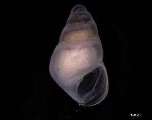  ( - 131493)  @11 [ ] Creative Commons BY NC SA (2025) University of Bergen Natural History Collections