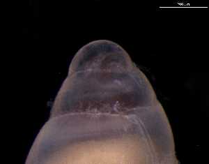  (Odostomia turrita - 131493)  @11 [ ] Creative Commons BY NC SA (2025) University of Bergen Natural History Collections