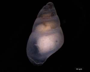  ( - 131493)  @11 [ ] Creative Commons BY NC SA (2025) University of Bergen Natural History Collections