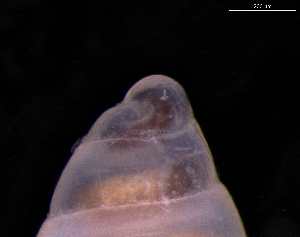  ( - 131493)  @11 [ ] Creative Commons BY NC SA (2025) University of Bergen Natural History Collections