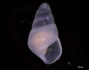  ( - 132215)  @11 [ ] Creative Commons BY NC SA (2025) University of Bergen Natural History Collections