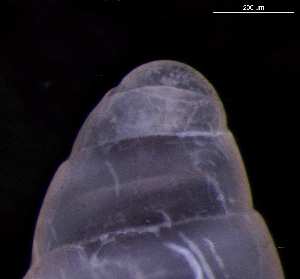  ( - 132215)  @11 [ ] Creative Commons BY NC SA (2025) University of Bergen Natural History Collections