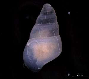  ( - 132215)  @11 [ ] Creative Commons BY NC SA (2025) University of Bergen Natural History Collections