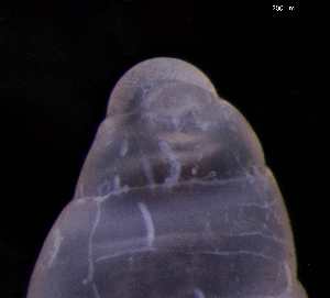  ( - 132215)  @11 [ ] Creative Commons BY NC SA (2025) University of Bergen Natural History Collections