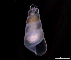  (Eulimella compactilis - 137860)  @11 [ ] Creative Commons BY NC SA (2025) University of Bergen Natural History Collections