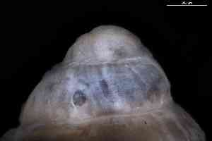  (Rissoella - ZMBN_140748_04)  @11 [ ] Creative Commons BY NC SA (2025) University of Bergen Natural History Collections