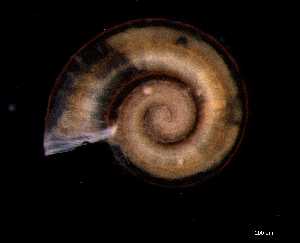  ( - 140887_01)  @11 [ ] Creative Commons BY NC SA (2025) University of Bergen Natural History Collections