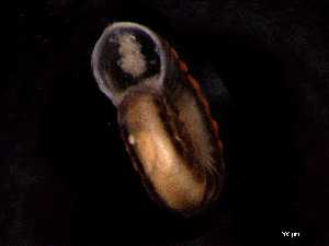  ( - 140887_01)  @11 [ ] Creative Commons BY NC SA (2025) University of Bergen Natural History Collections