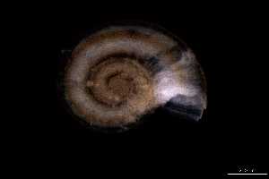  ( - 140887_02)  @11 [ ] Creative Commons BY NC SA (2025) University of Bergen Natural History Collections