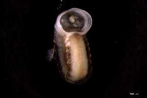  ( - 140887_02)  @11 [ ] Creative Commons BY NC SA (2025) University of Bergen Natural History Collections