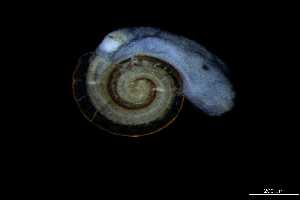  ( - 140944_01)  @11 [ ] Creative Commons BY NC SA (2025) University of Bergen Natural History Collections