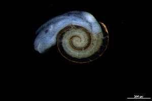  ( - 140944_01)  @11 [ ] Creative Commons BY NC SA (2025) University of Bergen Natural History Collections
