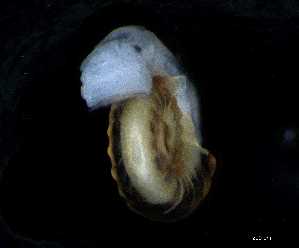  ( - 140944_01)  @11 [ ] Creative Commons BY NC SA (2025) University of Bergen Natural History Collections