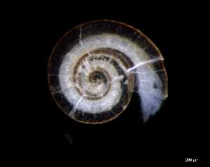  ( - 140944_02)  @11 [ ] Creative Commons BY NC SA (2025) University of Bergen Natural History Collections