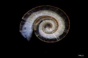  ( - 140944_02)  @11 [ ] Creative Commons BY NC SA (2025) University of Bergen Natural History Collections