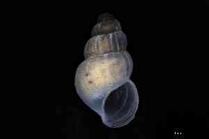  ( - ZMBN_144032)  @11 [ ] Creative Commons BY NC SA (2025) University of Bergen Natural History Collections