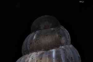  ( - ZMBN_144032)  @11 [ ] Creative Commons BY NC SA (2025) University of Bergen Natural History Collections