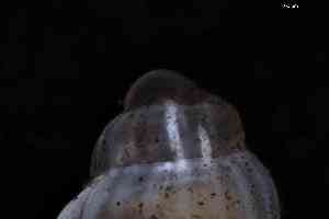  ( - ZMBN_144032)  @11 [ ] Creative Commons BY NC SA (2025) University of Bergen Natural History Collections