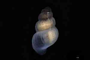  ( - ZMBN_144032)  @11 [ ] Creative Commons BY NC SA (2025) University of Bergen Natural History Collections