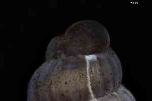  ( - ZMBN_144032)  @11 [ ] Creative Commons BY NC SA (2025) University of Bergen Natural History Collections