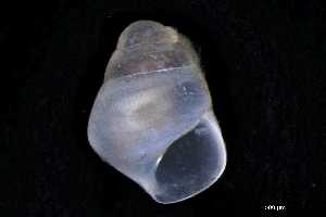  (Odostomia striata - 147497)  @11 [ ] Creative Commons BY NC SA (2025) University of Bergen Natural History Collections